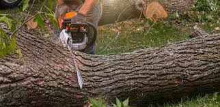Best Storm Damage Tree Cleanup  in Italy, TX