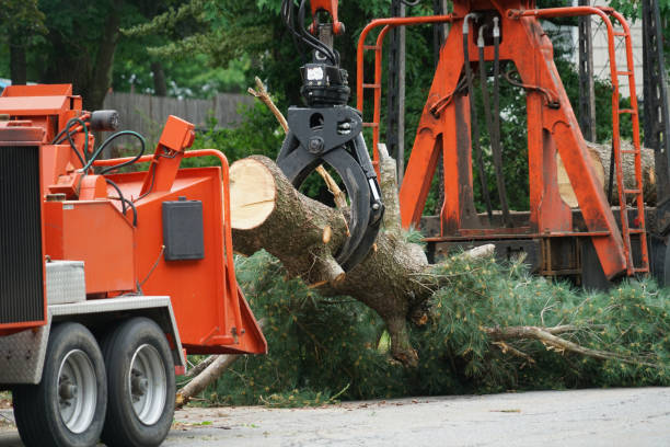 Trusted Italy, TX Tree Removal Experts